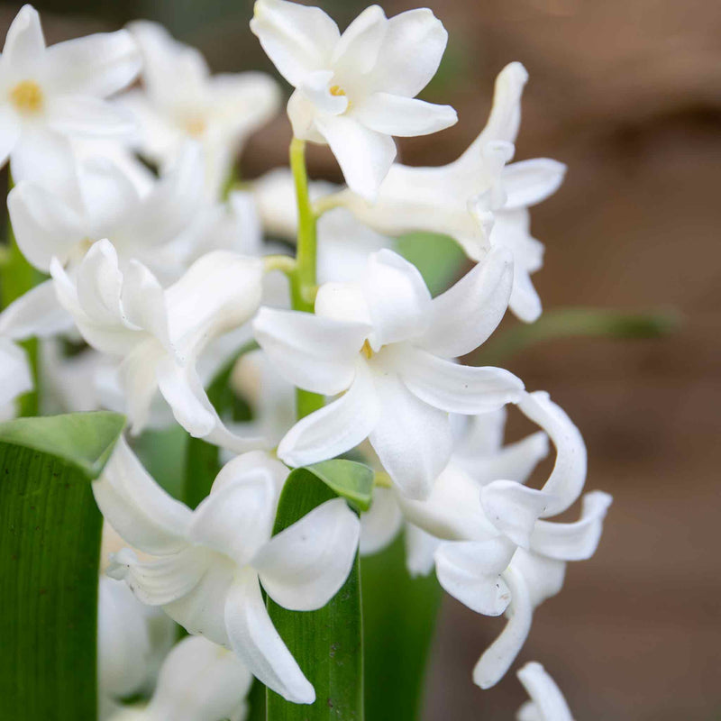 Hyacinth 'White Pearl' - Indoor Bulbs