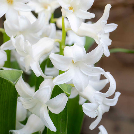 Hyacinth 'White Pearl' - Indoor Bulbs