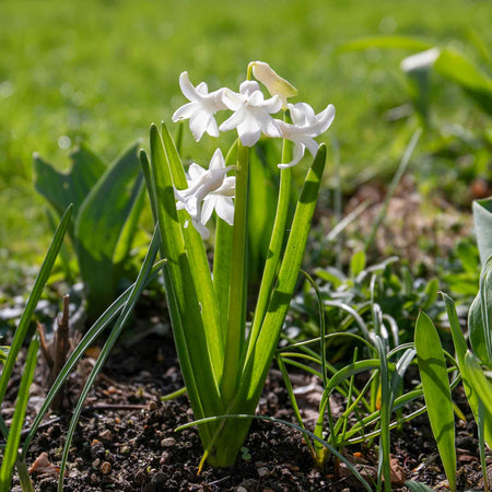 Hyacinth 'White Pearl' - Indoor Bulbs