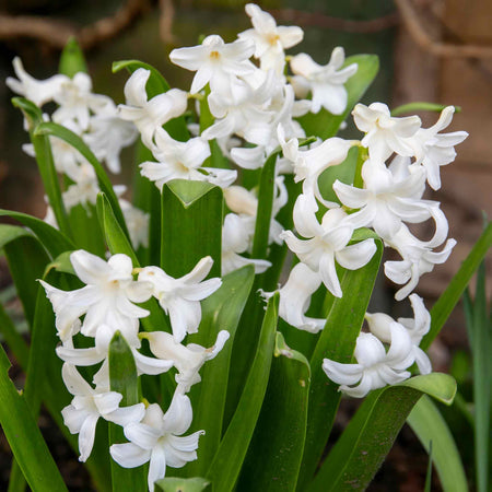 Hyacinth 'White Pearl' - Indoor Bulbs