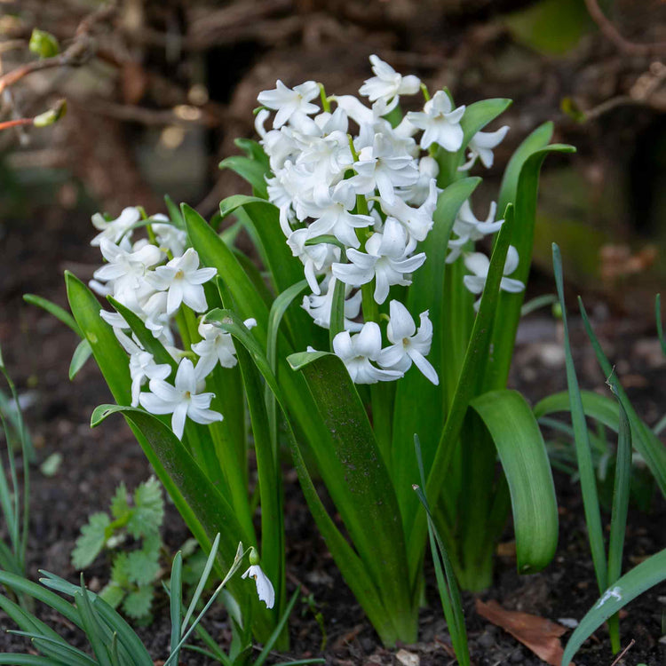 Hyacinth 'White Pearl' - Indoor Bulbs