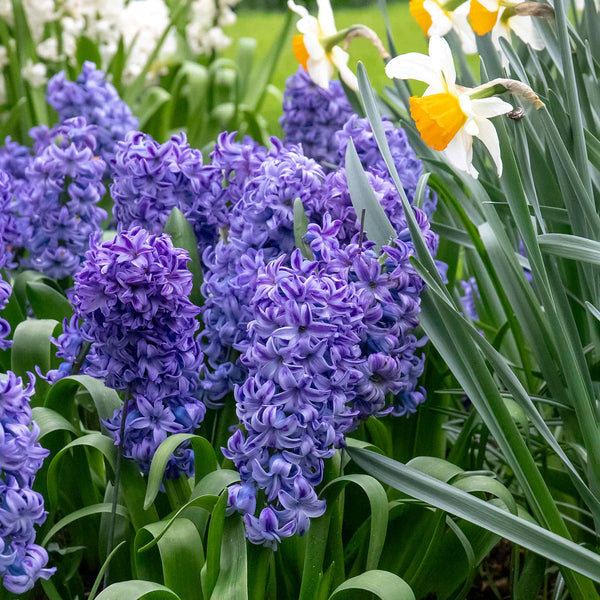 Hyacinth 'Delft Blue' - Indoor Bulbs