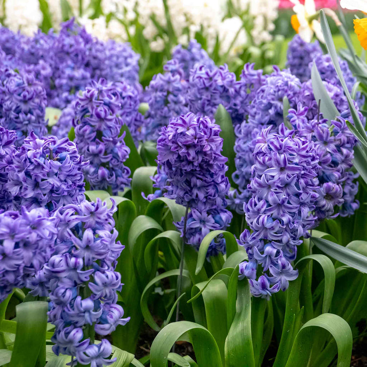 Hyacinth 'Delft Blue' - Indoor Bulbs