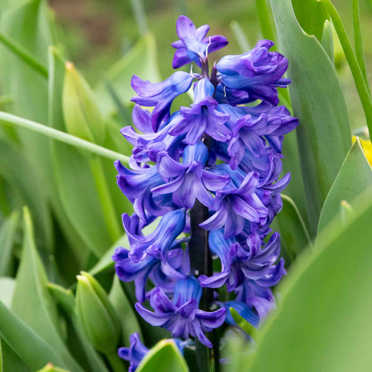 Hyacinth 'Delft Blue' - Indoor Bulbs