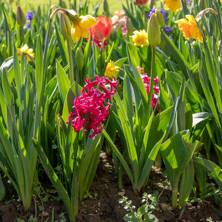 Hyacinth 'Pink Pearl' - Indoor Bulbs