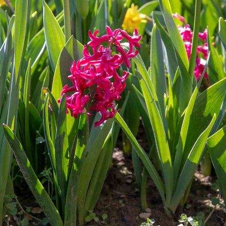 Hyacinth 'Pink Pearl' - Indoor Bulbs