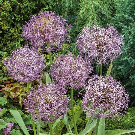 Allium 'Cristophii' - 10 Bulbs