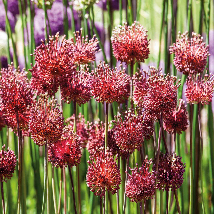 Allium 'Red Mohican' - 5 Bulbs