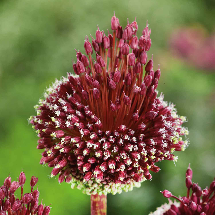 Allium 'Red Mohican' - 5 Bulbs