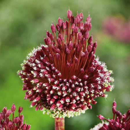 Allium 'Red Mohican' - 25 Bulbs