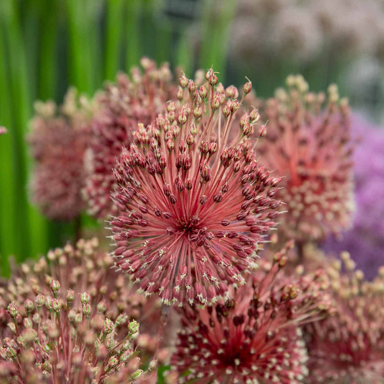 Allium 'Red Mohican' - 5 Bulbs