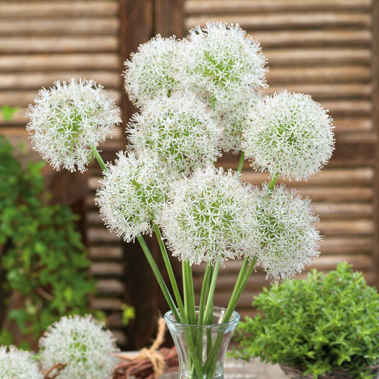 Allium 'Mount Everest' - 3 Bulbs