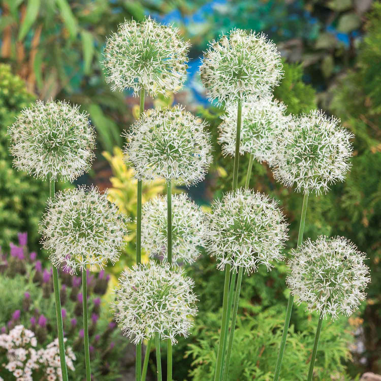 Allium 'Mount Everest' - 3 Bulbs