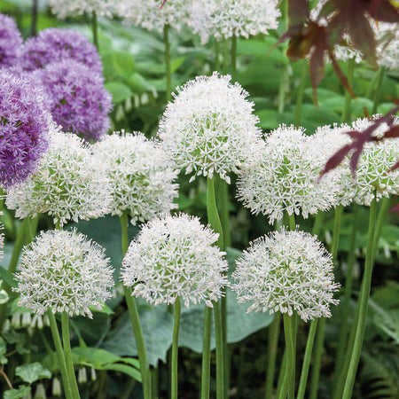 Allium 'Mount Everest' - 3 Bulbs