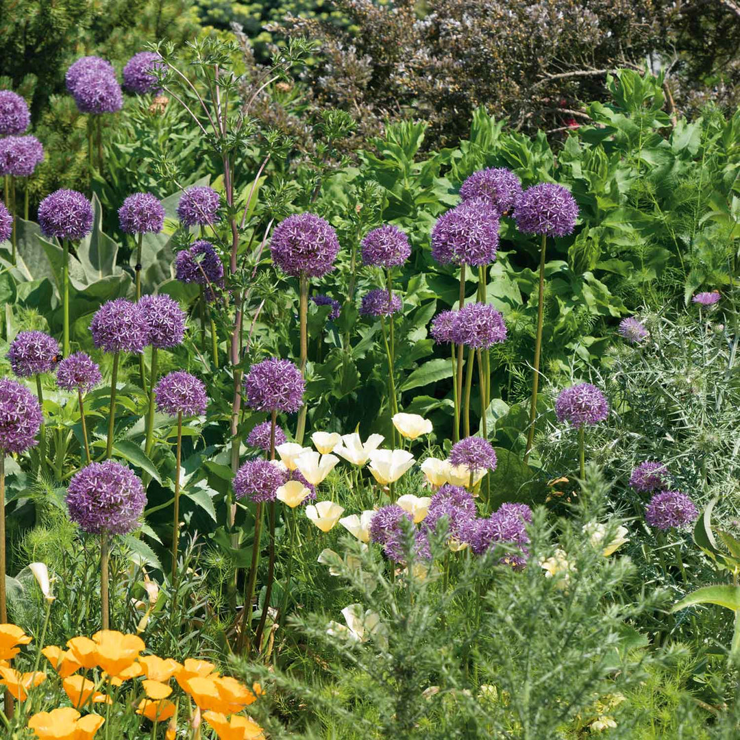 Allium 'Globemaster' 3 Bulbs Buy Allium Bulbs Online Allium Bulbs