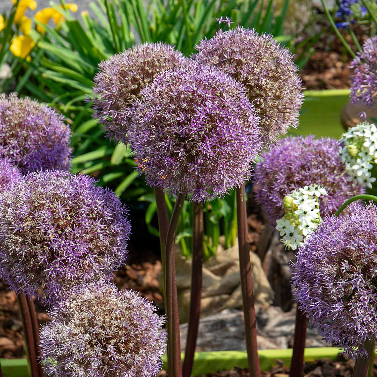 Allium 'Globemaster' 3 Bulbs Buy Allium Bulbs Online Allium Bulbs
