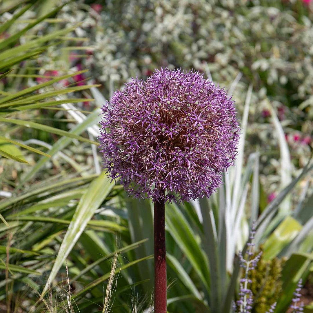 Allium 'Globemaster' 3 Bulbs Buy Allium Bulbs Online Allium Bulbs