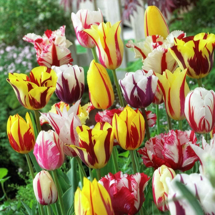 Tulip Bulbs 'Rembrandt Mixed'