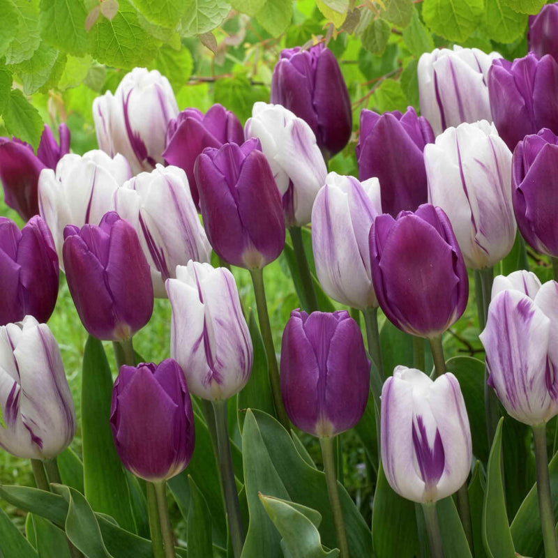 Tulip Bulbs 'Atlantic Mix'