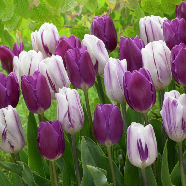 Tulip Bulbs 'Atlantic Mix'