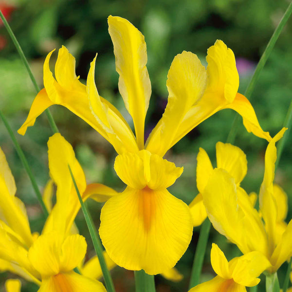 Iris Hollandica 'Crown Jewel'