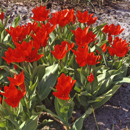 Spring Joy Bulb Mix