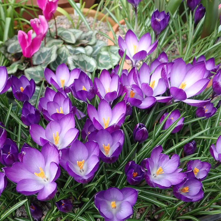 Spring Joy Bulb Mix