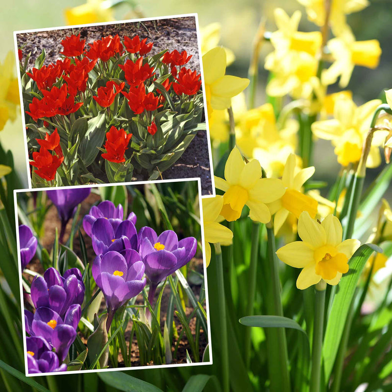 Spring Joy Bulb Mix
