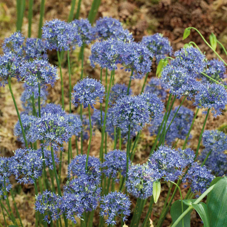 Allium 'Caeruleum' - 20 Bulbs