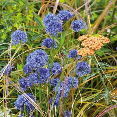 Allium 'Caeruleum' - 20 Bulbs