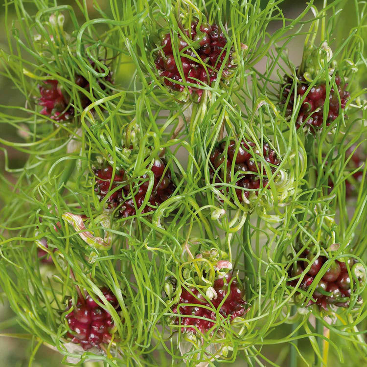 Allium 'Hair' - 10 Bulbs