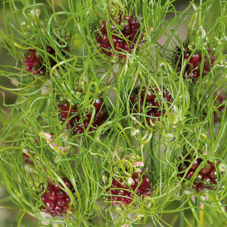 Allium 'Hair' - 50 Bulbs