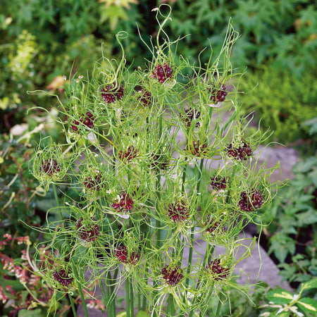 Allium 'Hair' - 10 Bulbs