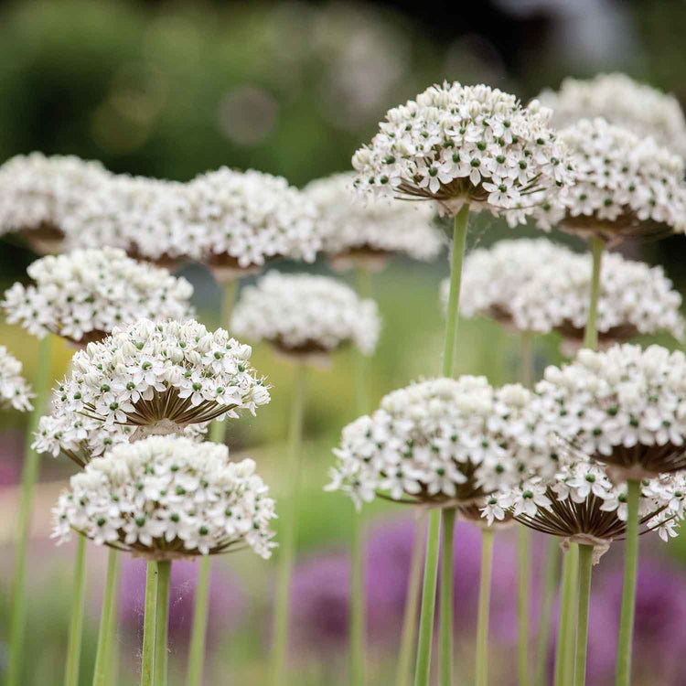 Allium 'Kings & Queens' - 10 Bulbs