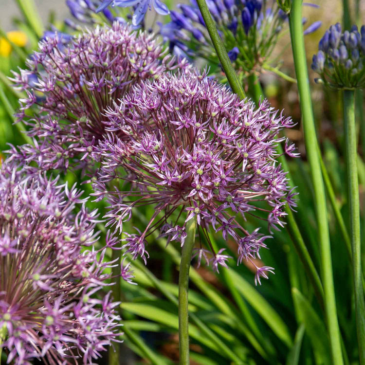 Alllum 'Gladiator' - 3 Bulbs