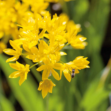 Allium Moly - 50 Bulbs