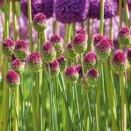 Allium 'Sphaerocephalon' - 50 Bulbs