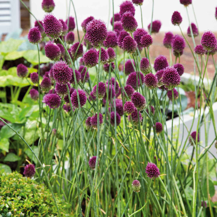 Allium 'Sphaerocephalon' - 50 Bulbs