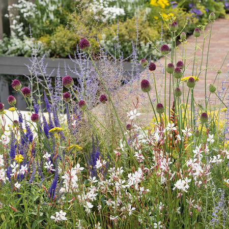 Allium 'Sphaerocephalon' - 50 Bulbs