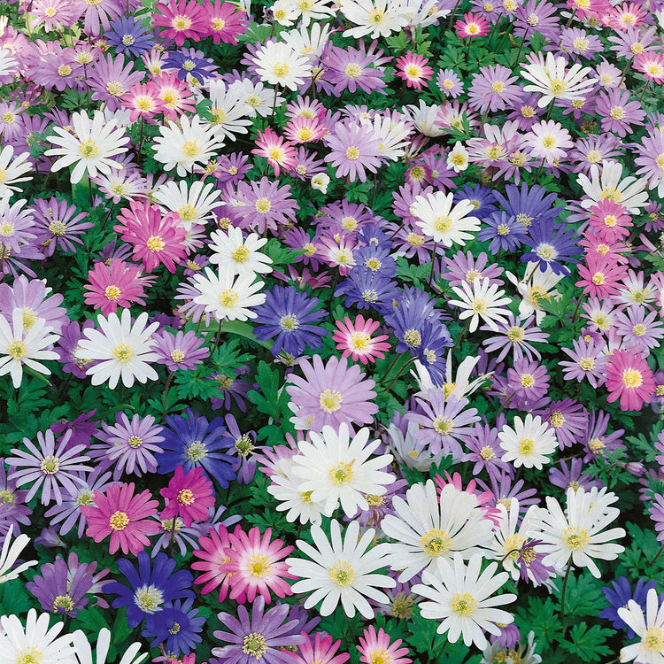 Anemone 'Blanda Mixed' - 50 Corms