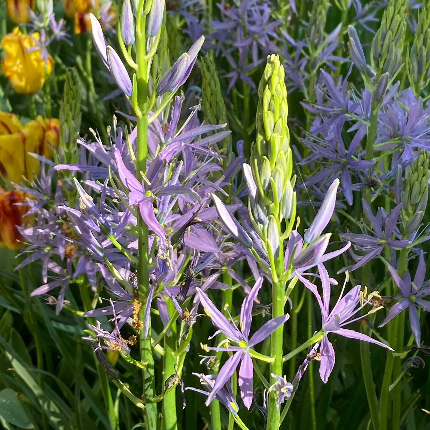 Camassia leichtlinii caerulea Bulbs Buy Camassia Bulbs Online