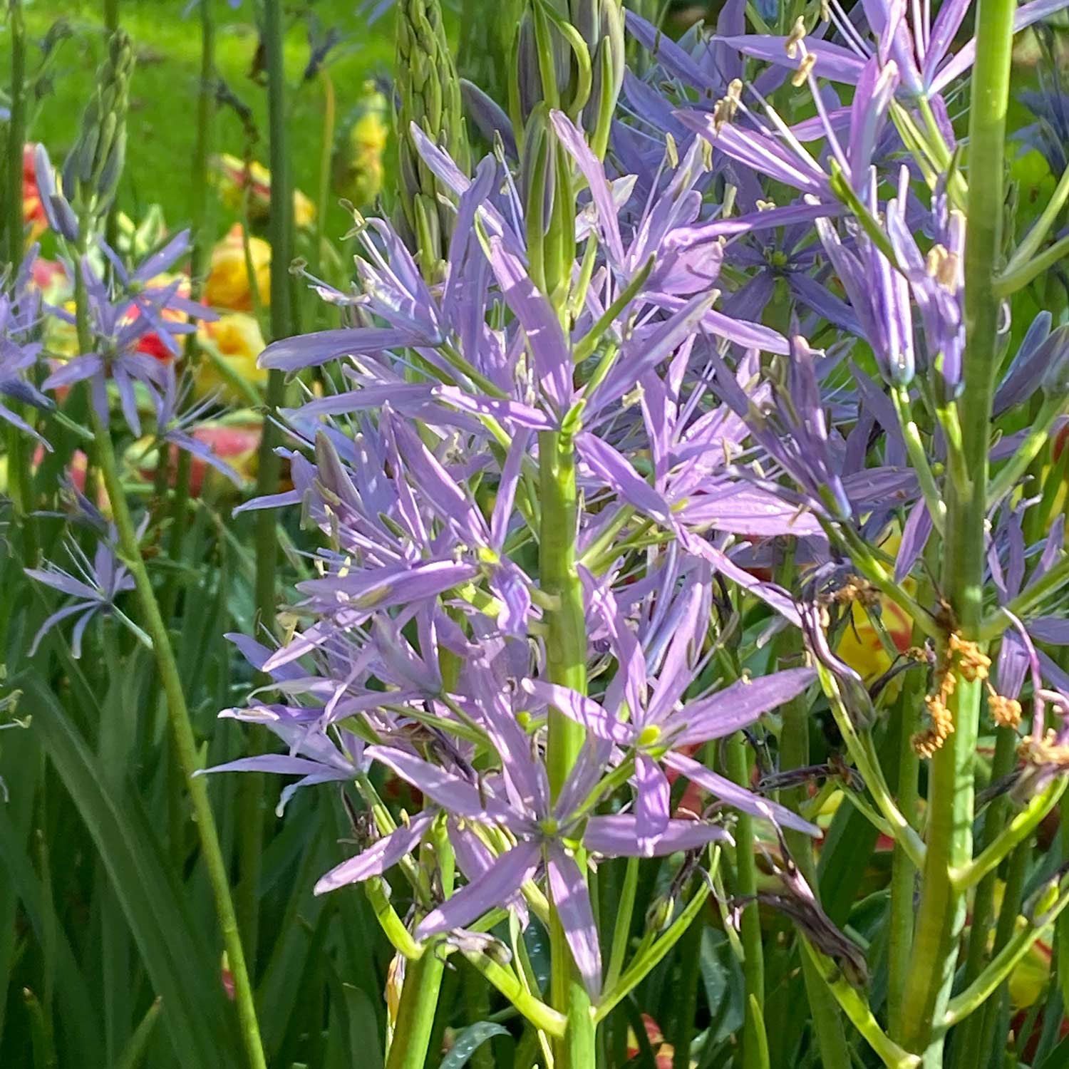 Camassia leichtlinii caerulea Bulbs Buy Camassia Bulbs Online