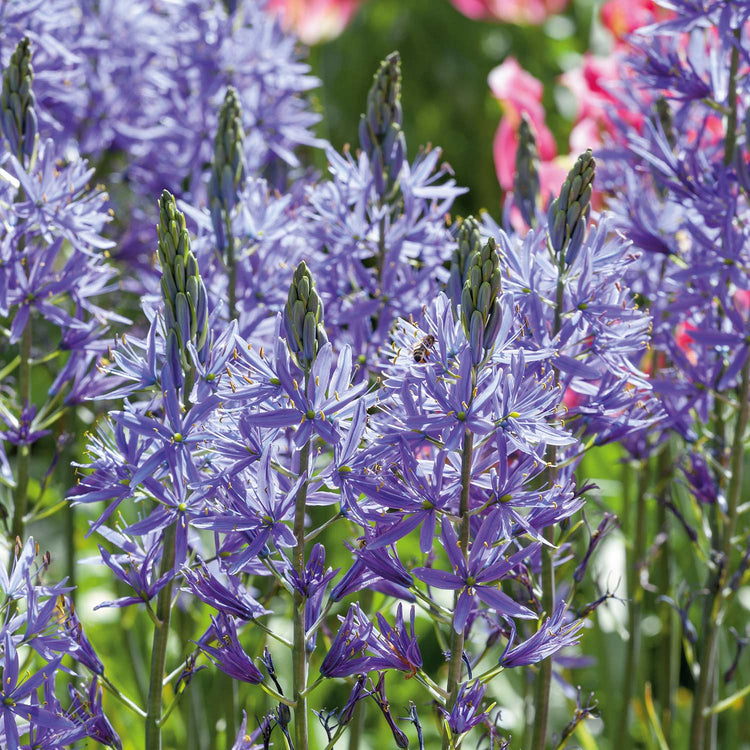 Camassia Leichtlinii Caerulea Camassia - 5 Bulbs