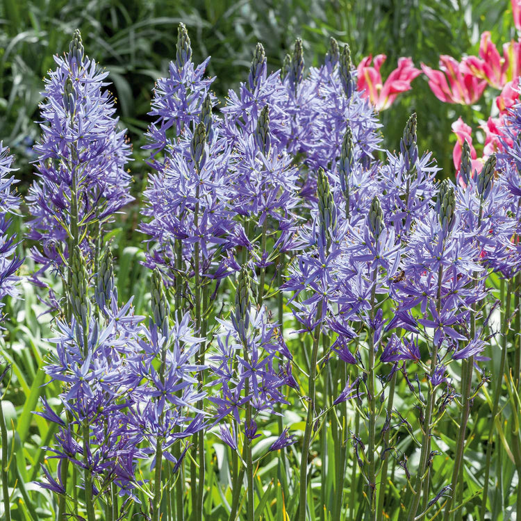 Camassia Leichtlinii Caerulea Camassia - 5 Bulbs