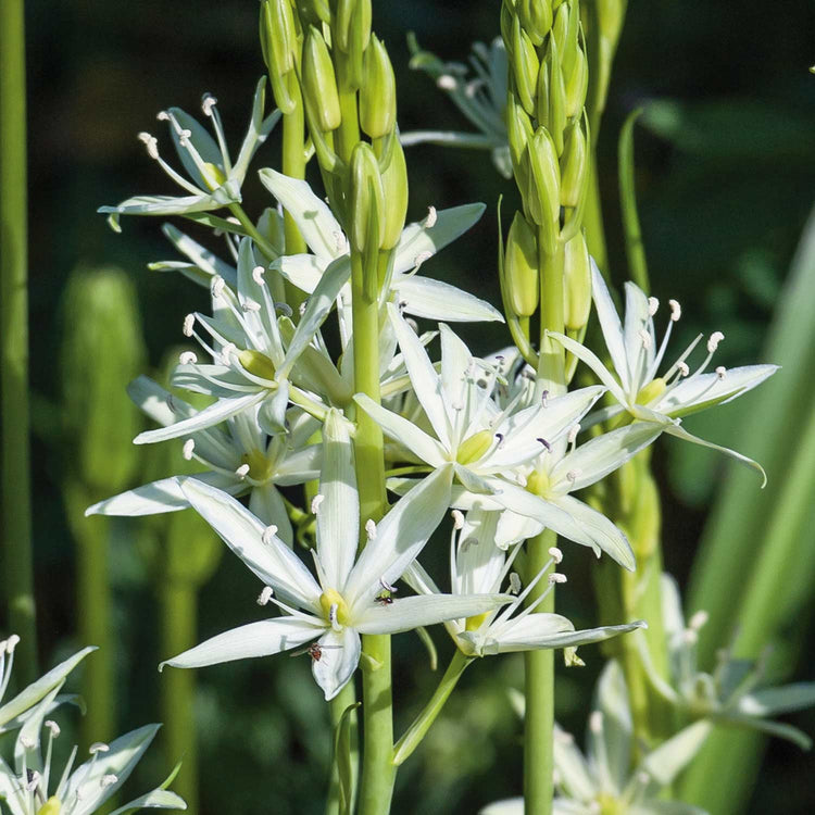 Camassia Leichtlinii Alba Camassia - 5 Bulbs