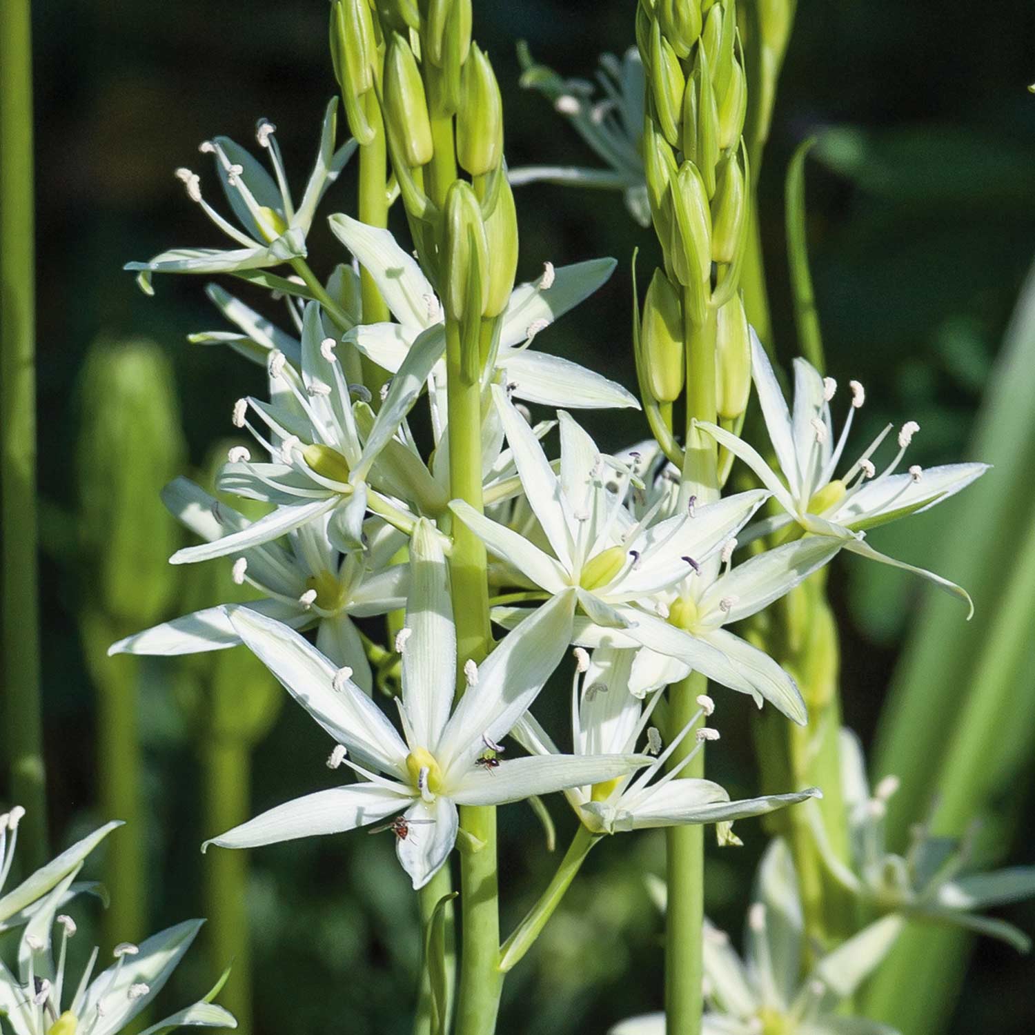 Camassia leichtlinii alba Camassia Bulbs Buy Camassia Bulbs Online