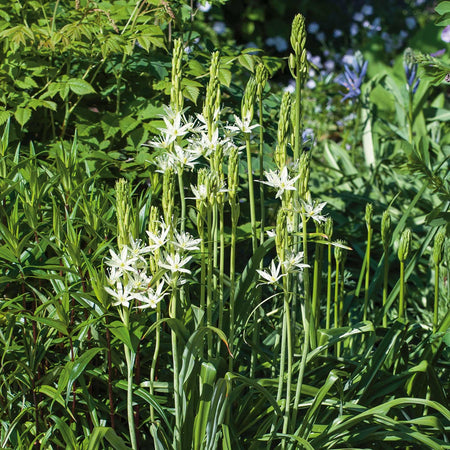 Camassia Leichtlinii Alba Camassia - 5 Bulbs