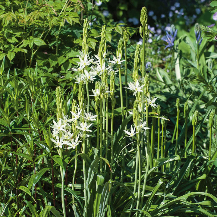 Camassia leichtlinii alba Camassia Bulbs Buy Camassia Bulbs Online