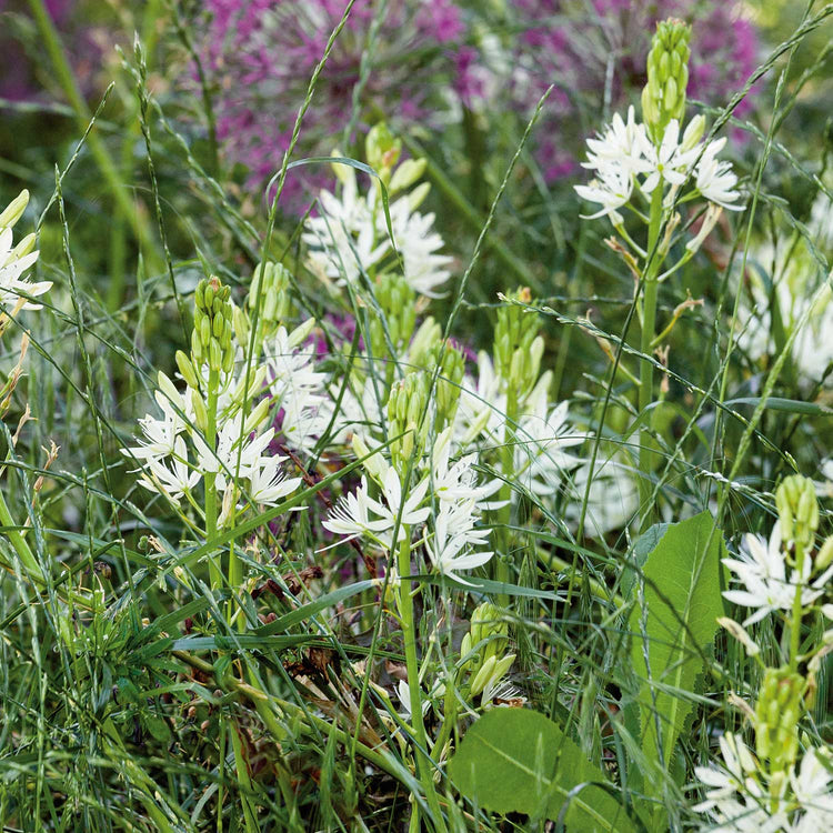 Camassia Leichtlinii Alba Camassia - 5 Bulbs