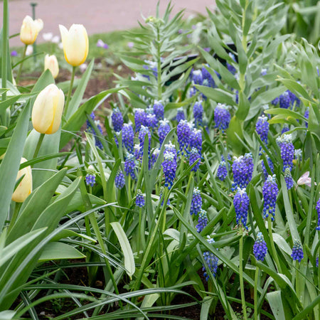 Muscari 'Touch of Snow' - 25 Bulbs